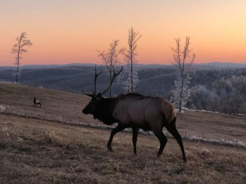 A majestic elk walks across a grassy field at sunset, with frosty trees and rolling hills in the background.