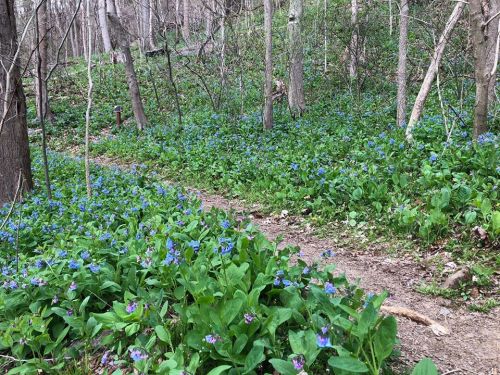 A forest path surrounded by vibrant blue flowers and lush green foliage, creating a serene natural scene.