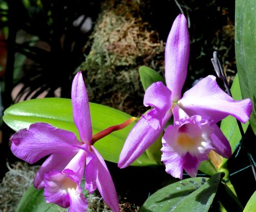 Two vibrant pink orchids with white centers, surrounded by lush green leaves and moss.