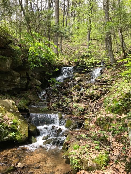 A serene forest scene featuring a small waterfall cascading over rocks, surrounded by lush green foliage.
