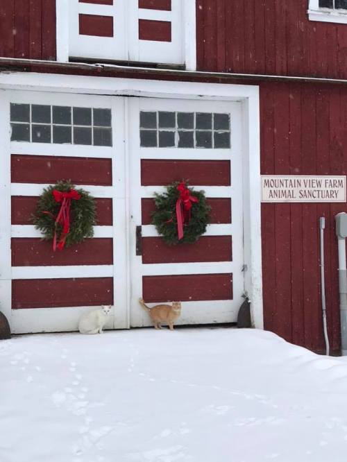 Two cats, one white and one orange, stand in front of a red barn door decorated with wreaths and a sign for an animal sanctuary.