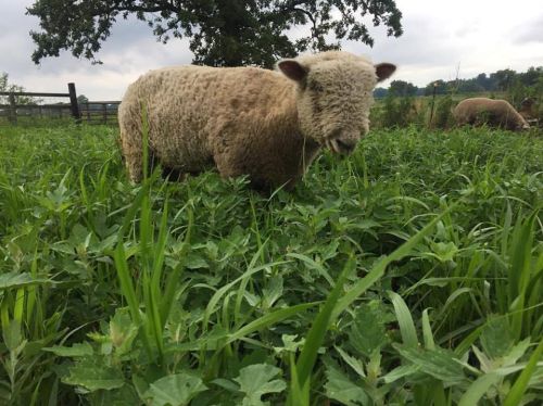 A sheep grazing in a lush green field with tall grass and a cloudy sky in the background.