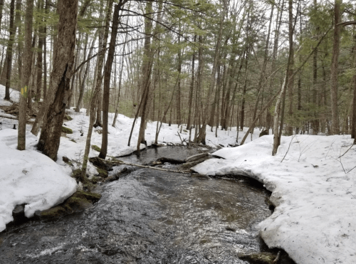 A serene forest scene with a flowing stream, surrounded by snow and trees, indicating early spring.