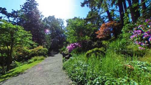 A sunny path through a lush garden filled with vibrant flowers and greenery.