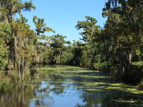 A serene river scene surrounded by lush trees and Spanish moss under a clear blue sky.