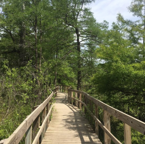 A wooden boardwalk winding through a lush green forest with tall trees and vibrant foliage.