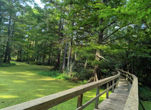 A wooden walkway through a lush green forest with tall trees and a serene, moss-covered ground.