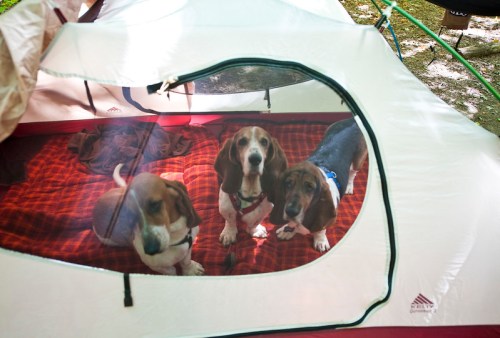 Three beagle dogs sitting inside a tent, looking out through the mesh window.