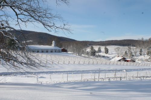 A snowy landscape featuring a white building, vineyards, and distant hills under a clear blue sky.
