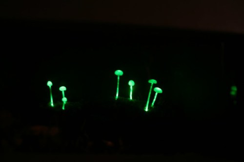 Glowing green mushrooms emerge from dark soil, creating a mystical, bioluminescent scene.