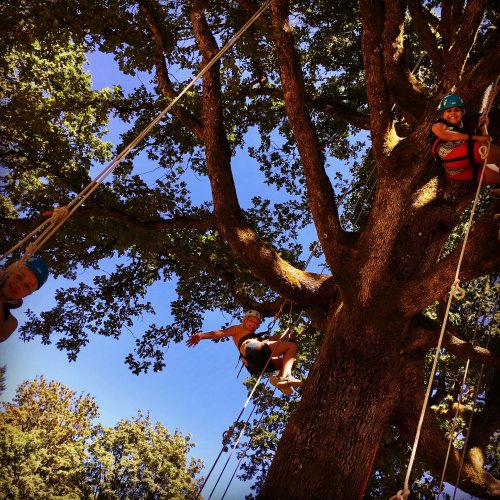Two people climbing a large tree with ropes, surrounded by green leaves and a clear blue sky.
