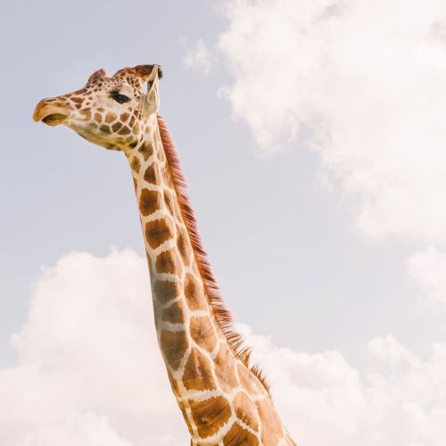 A close-up of a giraffe's head and neck against a cloudy sky.