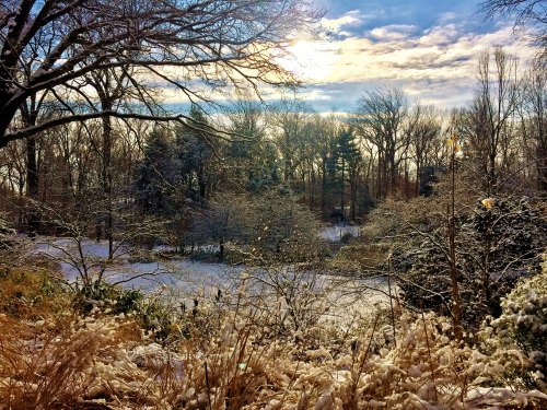 A serene winter landscape with snow-covered trees and a bright sky, framed by tall grasses in the foreground.