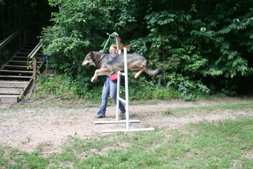 A person guides a dog over a jump in a wooded area, showcasing agility training.
