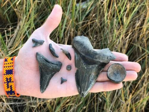 A hand holding various fossilized shark teeth and a small round fossil, set against a background of tall grass.