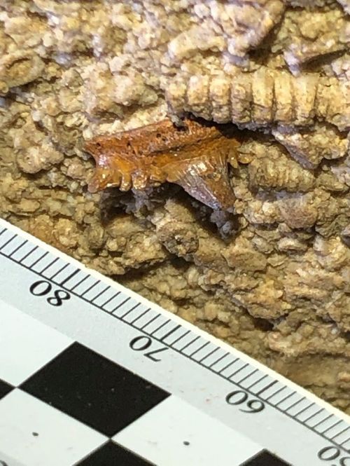 A small orange-brown insect on textured surface, with a ruler for scale beside it.