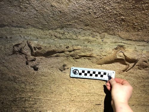 A hand holds a ruler next to fossilized remains embedded in a rocky surface.