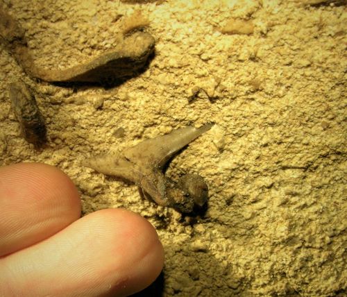 A hand holds a small fossilized creature embedded in sandy soil, surrounded by other fossil fragments.