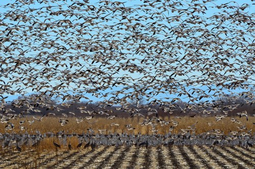 A large flock of birds takes flight over a field, with a clear blue sky in the background and tall grasses in the foreground.