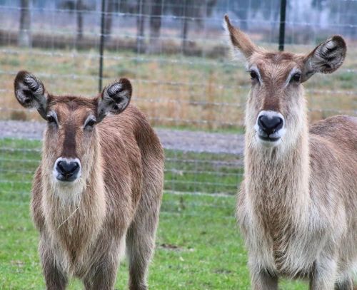 Two waterbuck standing together in a grassy area, with a fence and blurred background.
