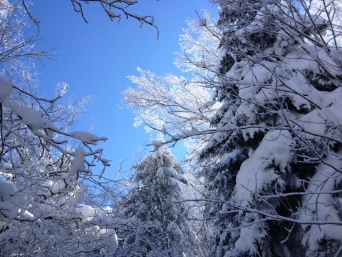 A snowy forest scene with frosted trees under a clear blue sky.