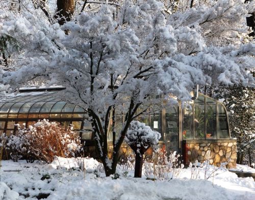 A snow-covered garden with a glass greenhouse and a tree, surrounded by a winter landscape.
