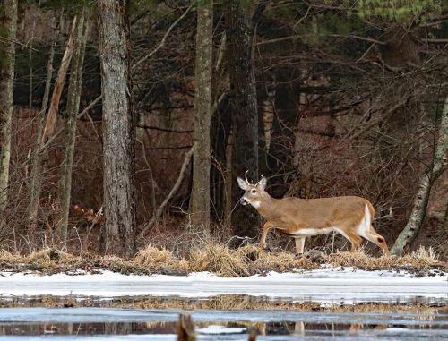 A deer stands near a frozen pond, surrounded by trees and sparse grass in a winter landscape.