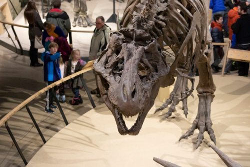A large dinosaur skeleton on display in a museum, with visitors observing from a nearby walkway.