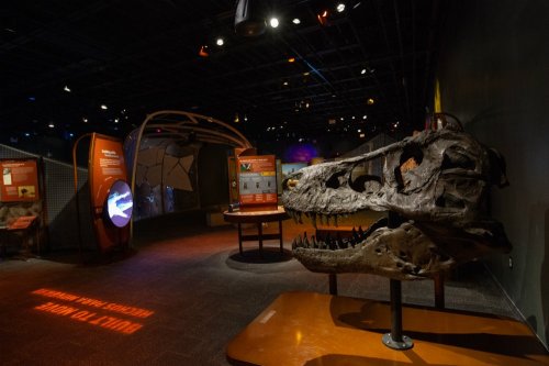 A dinosaur skull displayed in a museum exhibit, with informational panels and dim lighting in the background.