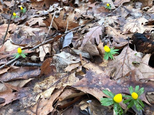 Yellow flowers emerging from the ground among brown, fallen leaves in a forest setting.