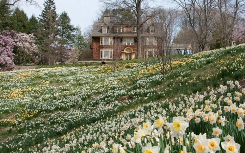 A beautiful house surrounded by a vibrant field of blooming daffodils in spring.