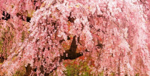 A lush cherry blossom tree with cascading pink flowers, creating a vibrant and serene atmosphere.
