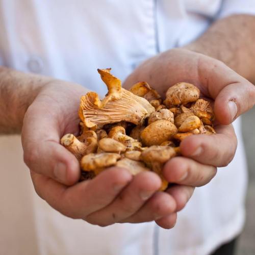 A person holds a variety of fresh mushrooms in their hands, showcasing their earthy colors and textures.