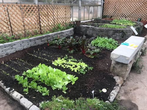 A greenhouse garden with neatly arranged rows of leafy greens and colorful plants, surrounded by stone borders.