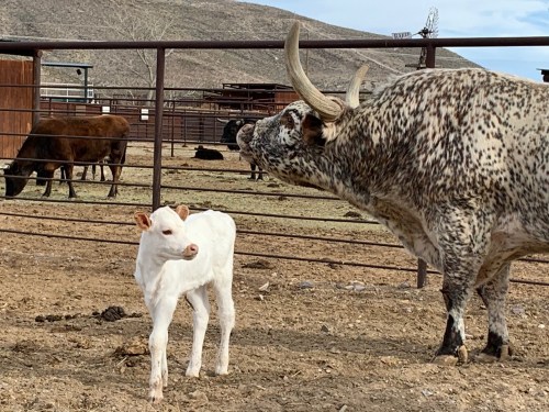 A spotted adult cow interacts with a small white calf in a fenced pasture. Other cows are visible in the background.