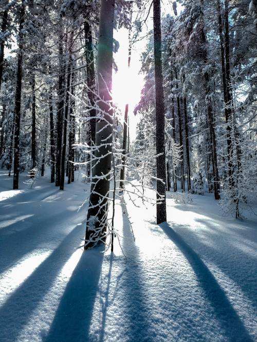 Sunlight filters through snow-covered trees in a serene winter forest, casting long shadows on the pristine white ground.