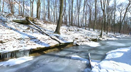 A serene winter scene featuring a frozen creek surrounded by snow-covered trees and a rocky bank.