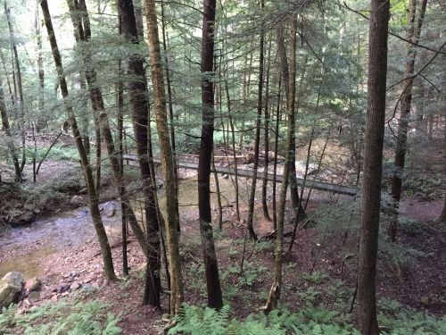 A serene forest scene with tall trees surrounding a small creek and a wooden bridge in the background.
