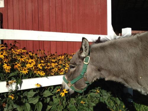 A gray horse with a green halter stands near vibrant yellow flowers in front of a red barn.