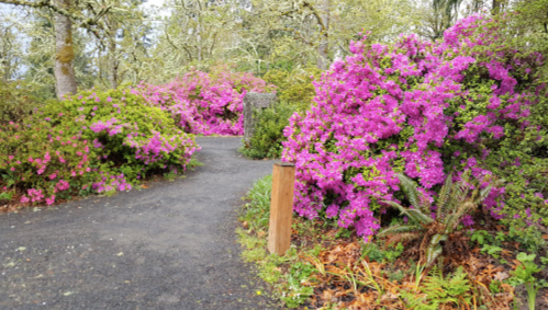 A winding path surrounded by vibrant pink azalea flowers and lush greenery in a serene garden setting.
