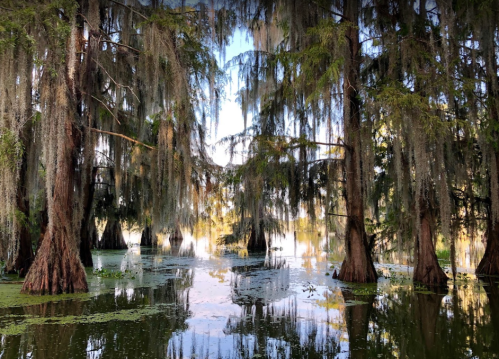 A serene swamp scene with tall, moss-covered trees reflected in calm water under a clear blue sky.