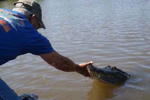 A person in a blue shirt reaches out to a large alligator in calm water.
