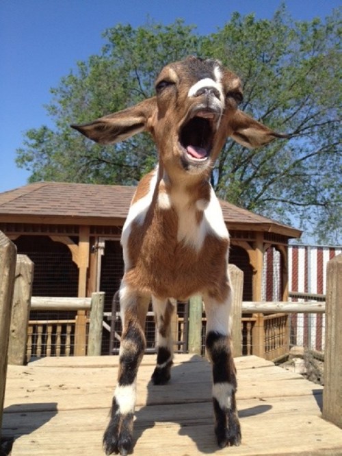 A playful goat stands on a wooden platform, yawning with its mouth wide open against a clear blue sky.