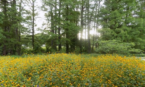 A vibrant field of yellow flowers in front of tall green trees, with sunlight filtering through the foliage.