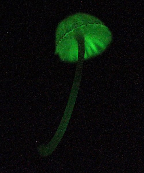 A glowing green mushroom against a dark background, showcasing its luminescent cap and slender stem.