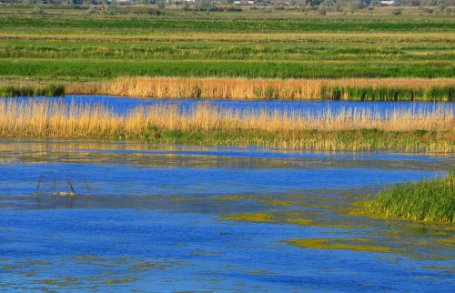 Lush wetlands with vibrant green and golden grasses, reflecting blue water under a clear sky.