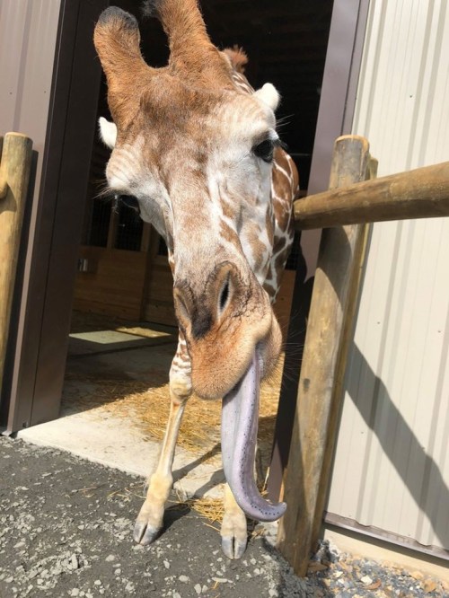 A close-up of a giraffe sticking out its long tongue, standing near a barn entrance.