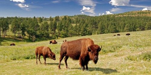 Two bison graze in a lush green field, surrounded by trees and a blue sky with fluffy clouds.