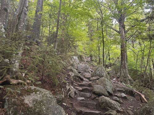 Rocky hiking trail winding through a lush green forest with tall trees and scattered boulders.