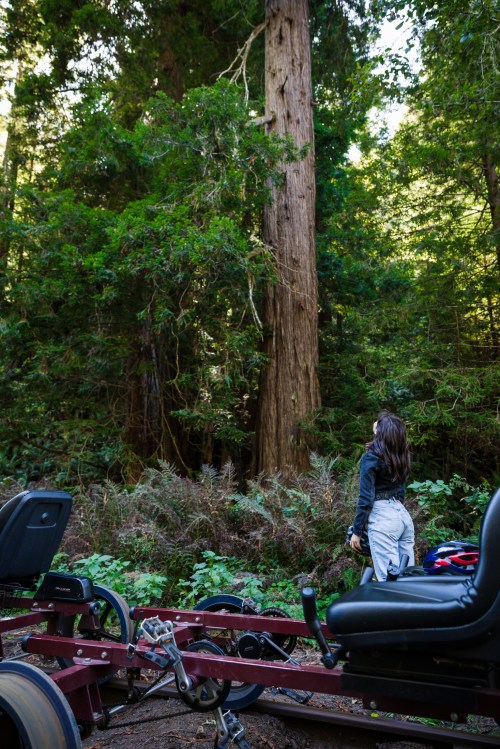A person stands beside a vehicle, gazing up at a tall redwood tree in a lush forest.